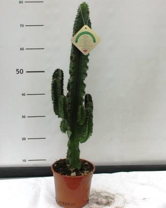Euphorbia eritreae 17 h 65/75